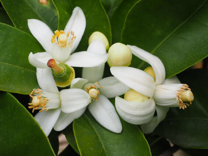 Wunderschöner spanischer Orangenblüten im Frühling